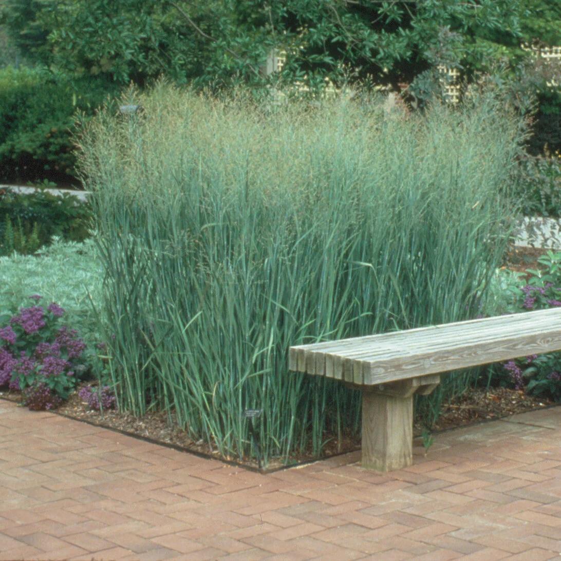 Panicum virgatum Heavy Metal Ashcroft s Perennials and